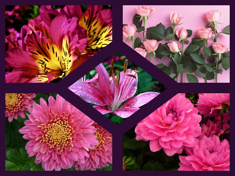 Pink Flowers Collage — Calm
