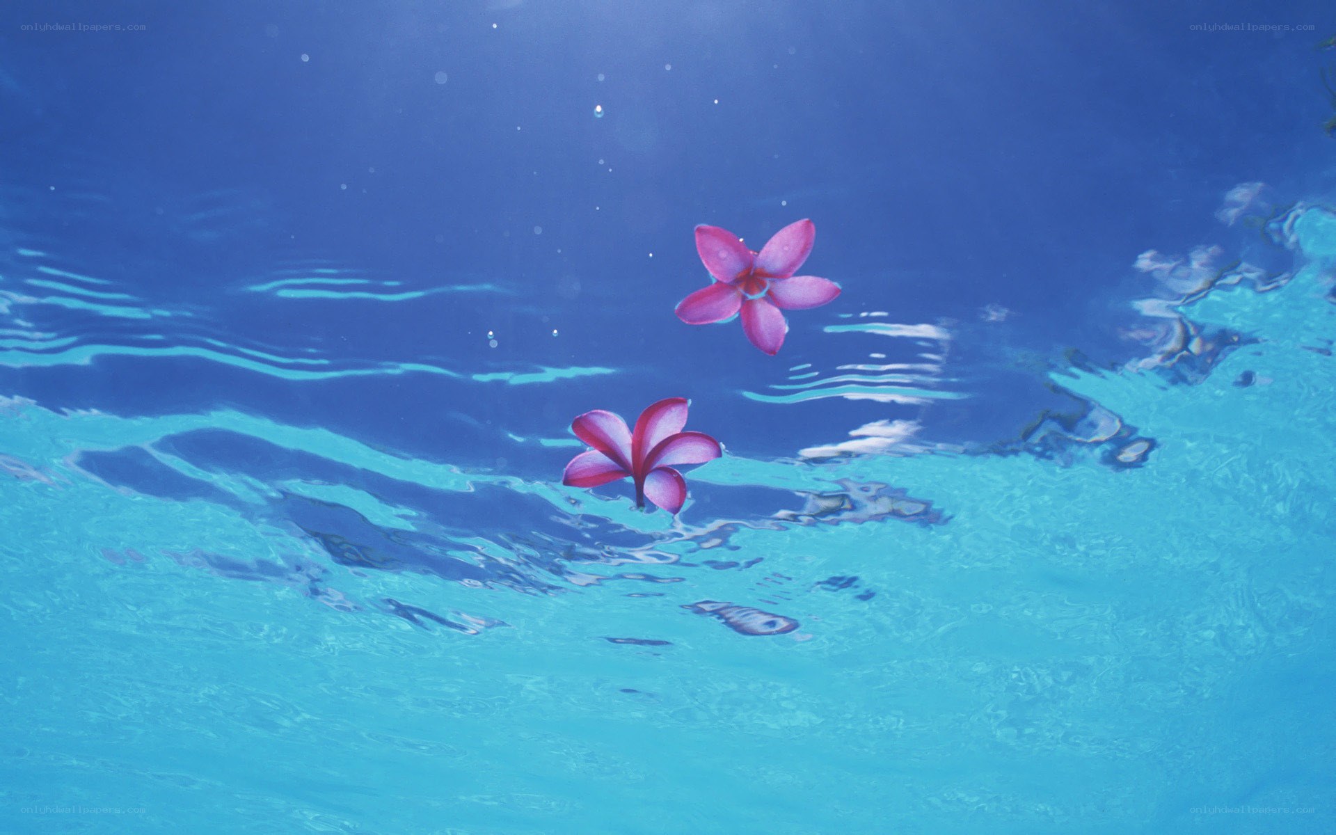 pink flowers floating on water