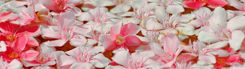 Pink Flowers Floating — Serene, Spring
