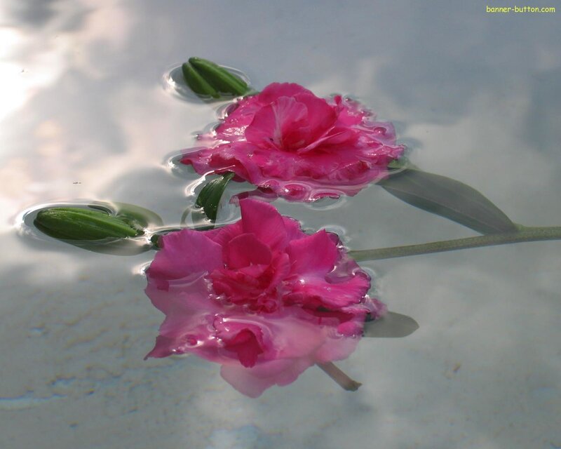 Pink Flowers Floating — Serene
