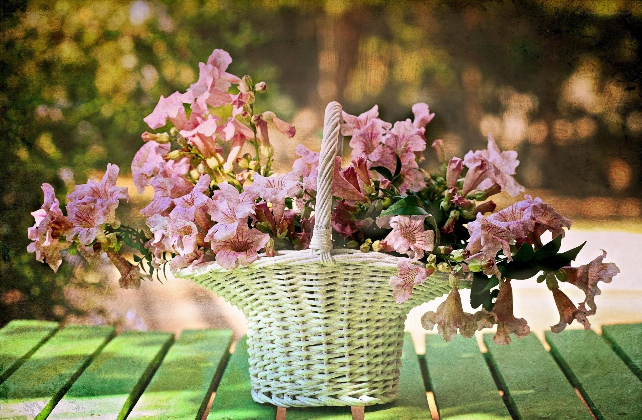 Pink flowers in a basket
