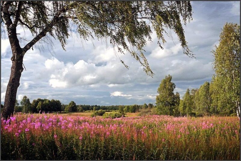 Pink flowers in a birch grove