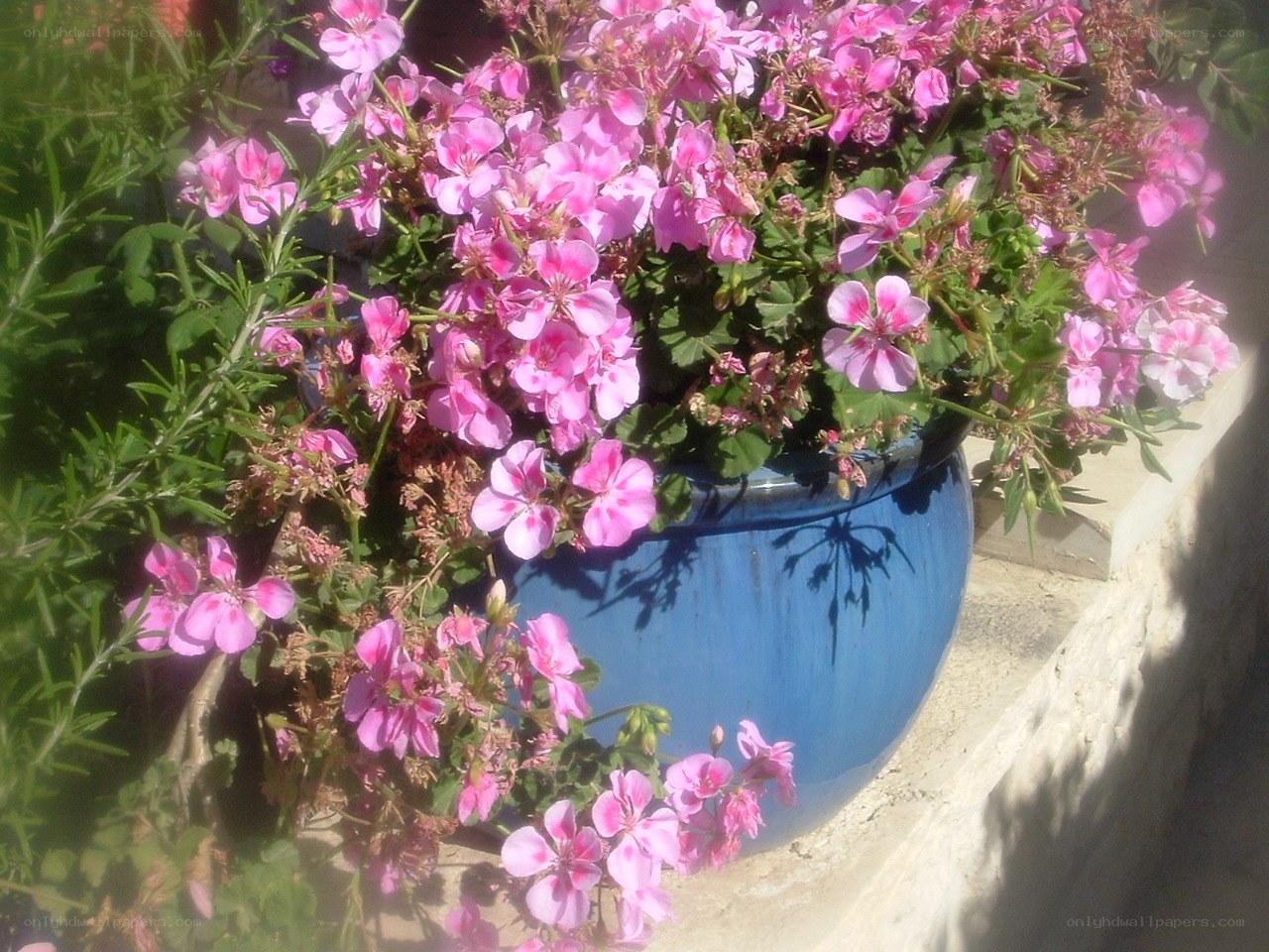 Pink flowers in a blue pot