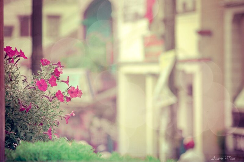 pink flowers in a blurry street
