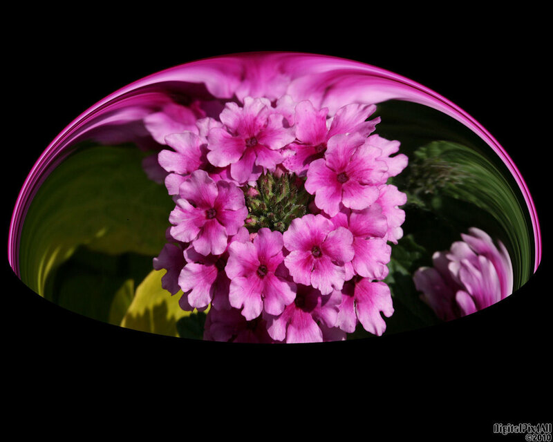 Pink flowers in a bubble