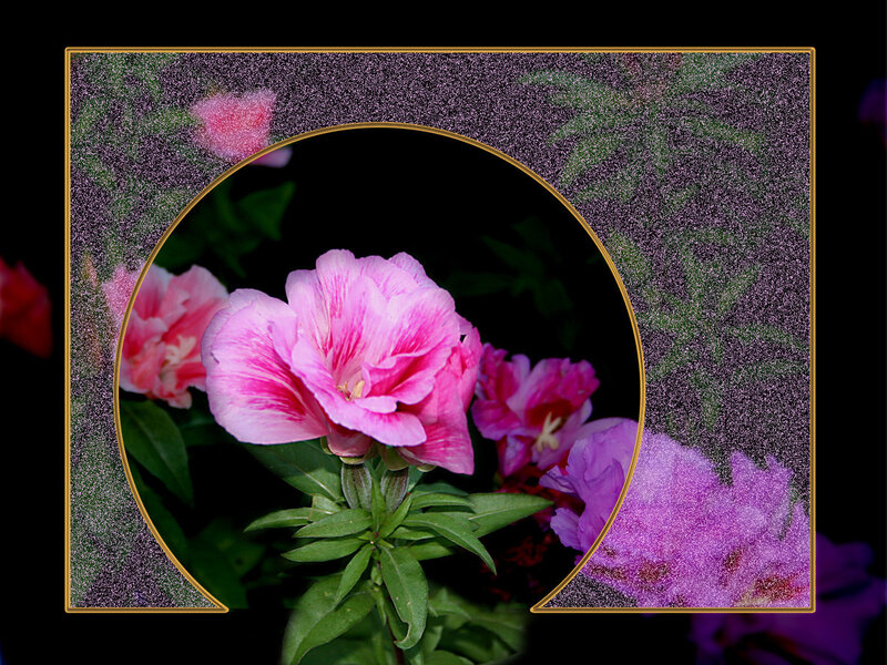 Pink flowers in a circular frame
