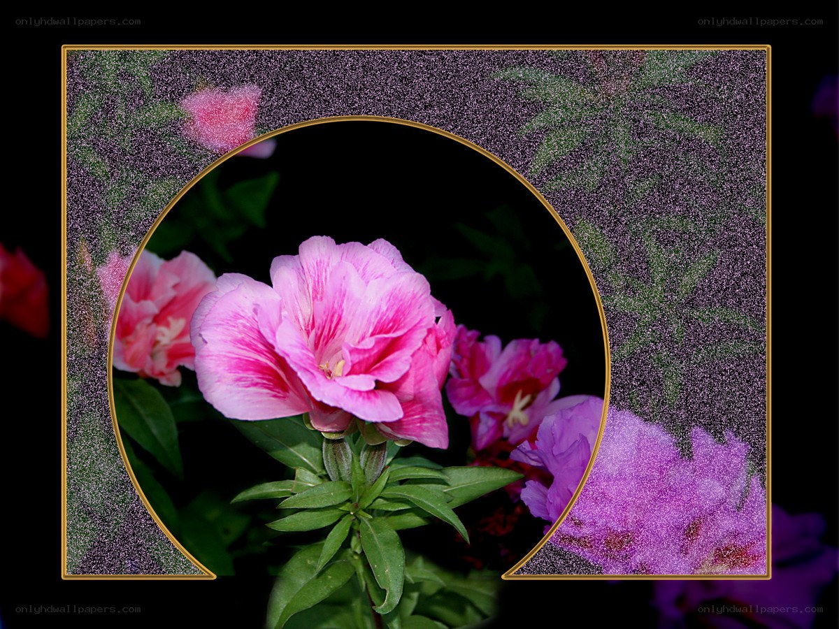 Pink flowers in a circular frame