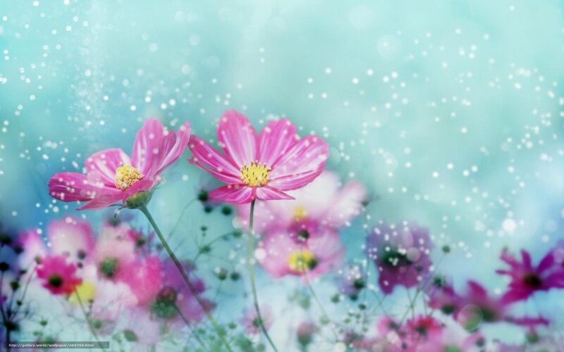Pink flowers in a dreamy field