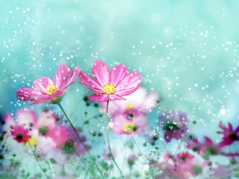 Pink flowers in a dreamy field