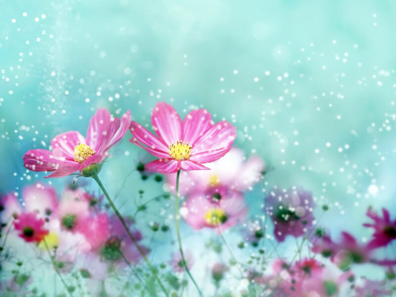 Pink flowers in a dreamy field