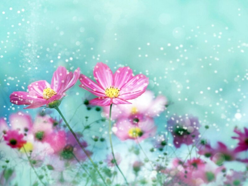 Pink flowers in a dreamy field