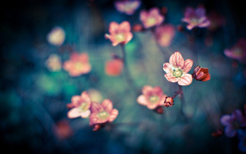 Pink flowers in a dreamy garden