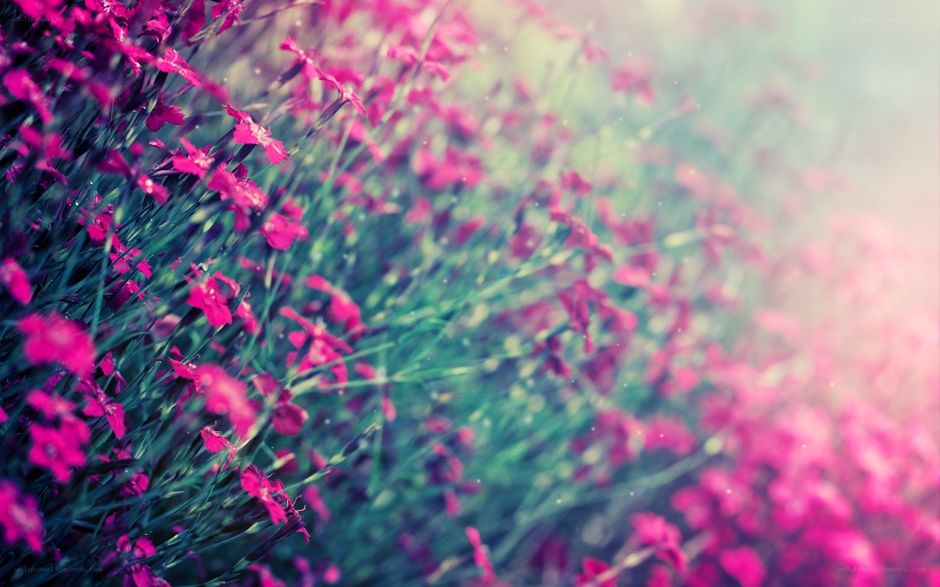 Pink flowers in a field