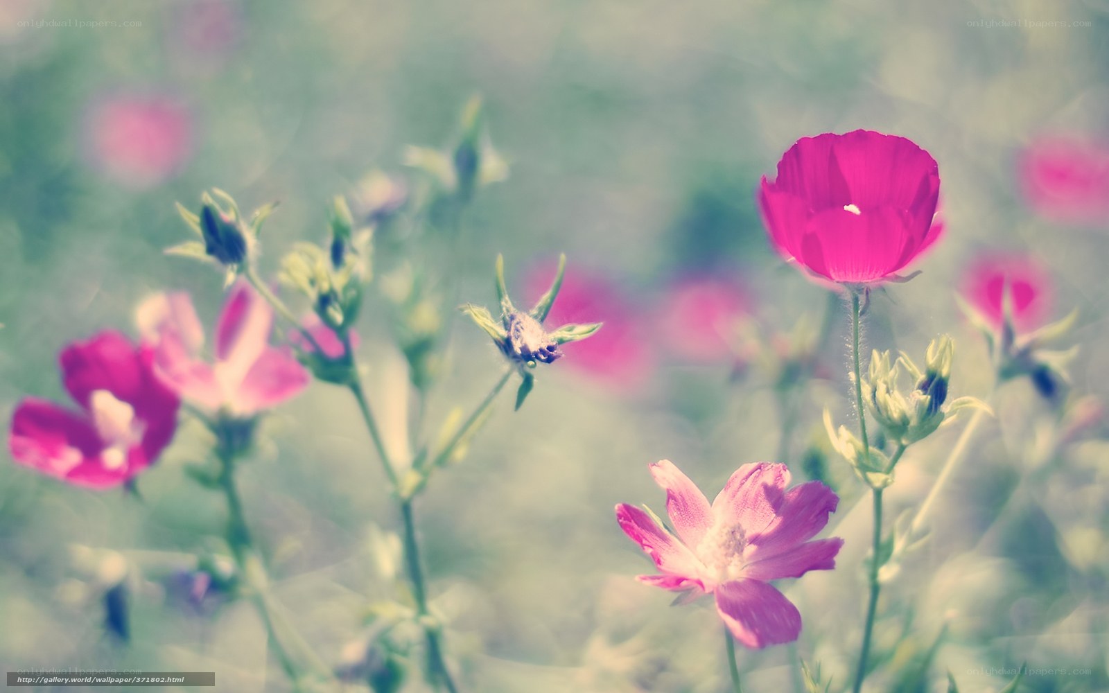 Pink flowers in a field