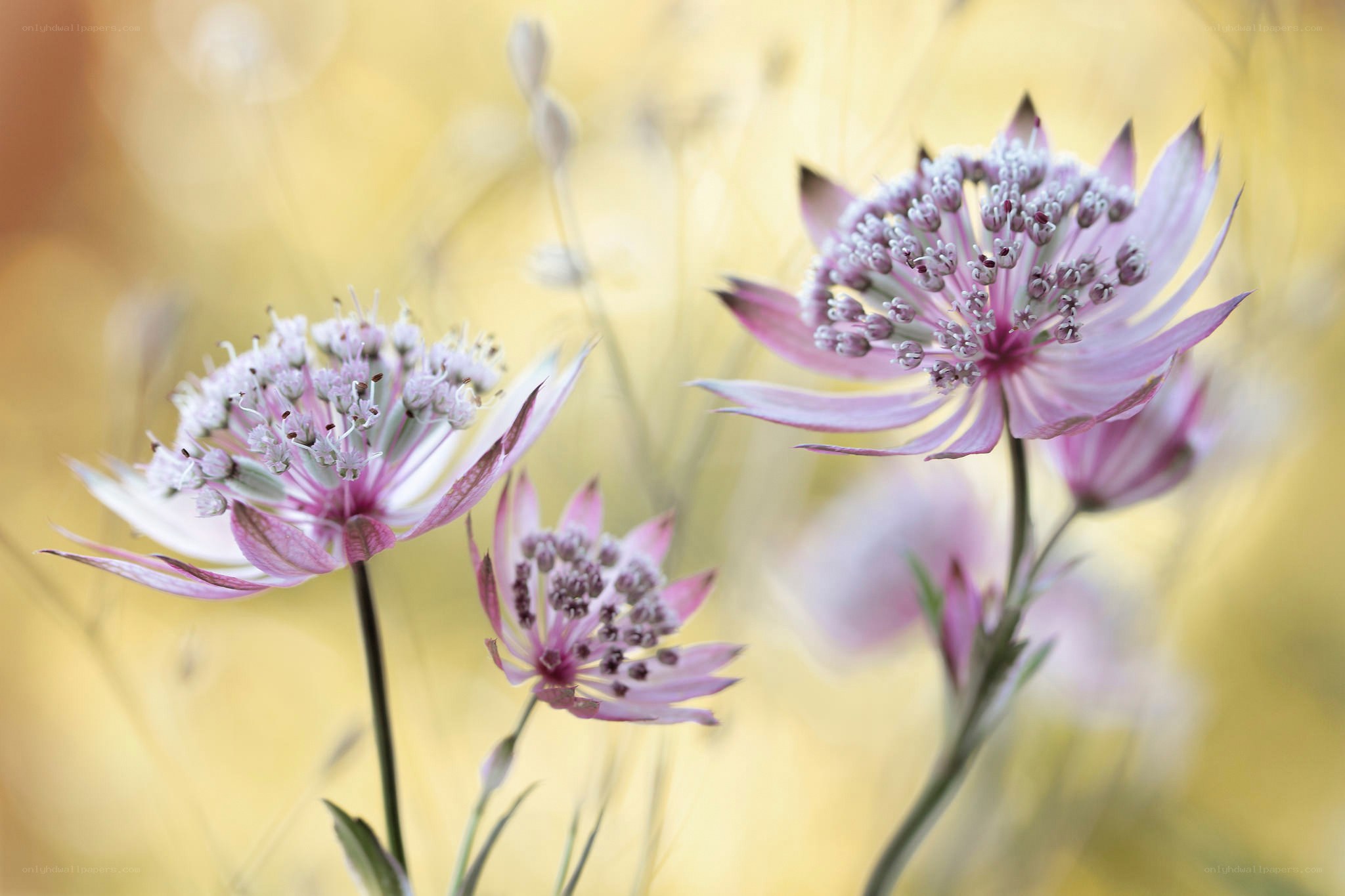 Pink flowers in a field
