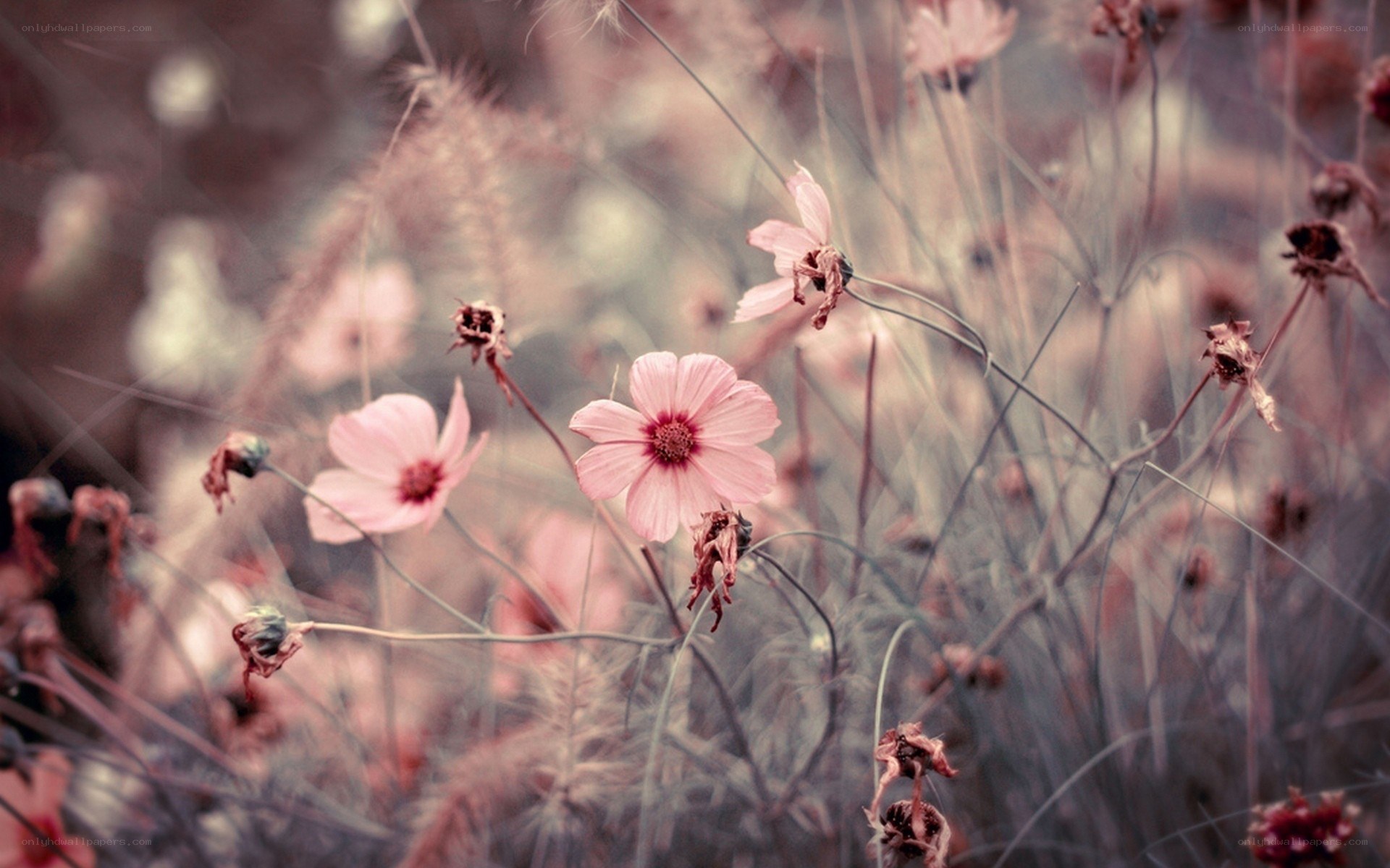 pink flowers in a field