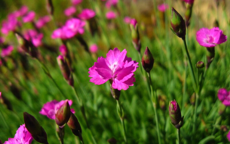 Pink flowers in a field