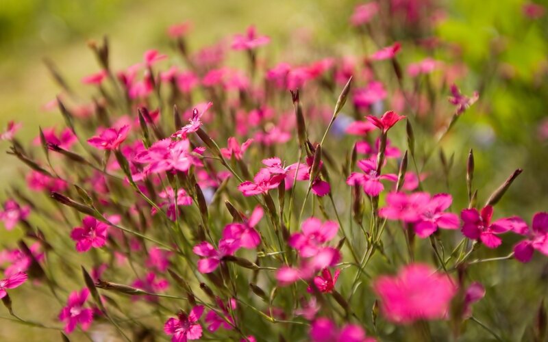 Pink flowers in a field