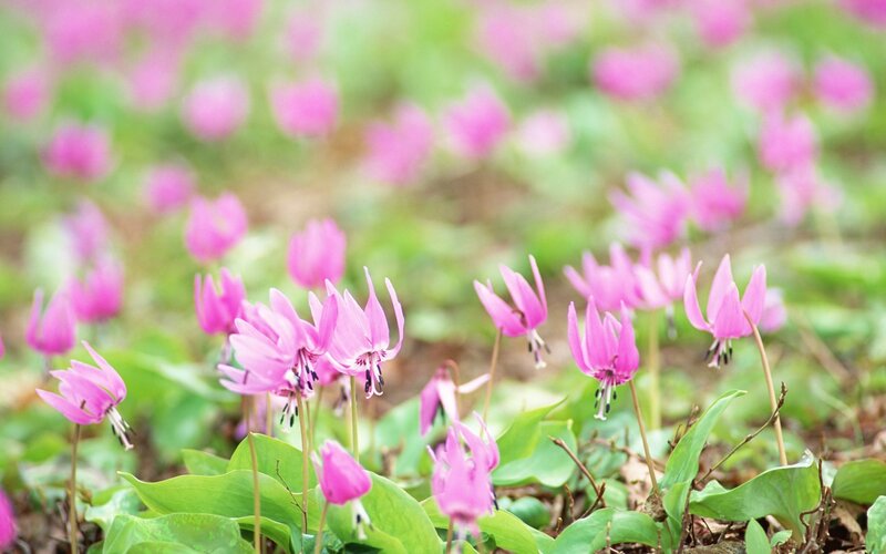 Pink flowers in a field