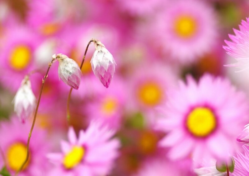 Pink flowers in a field
