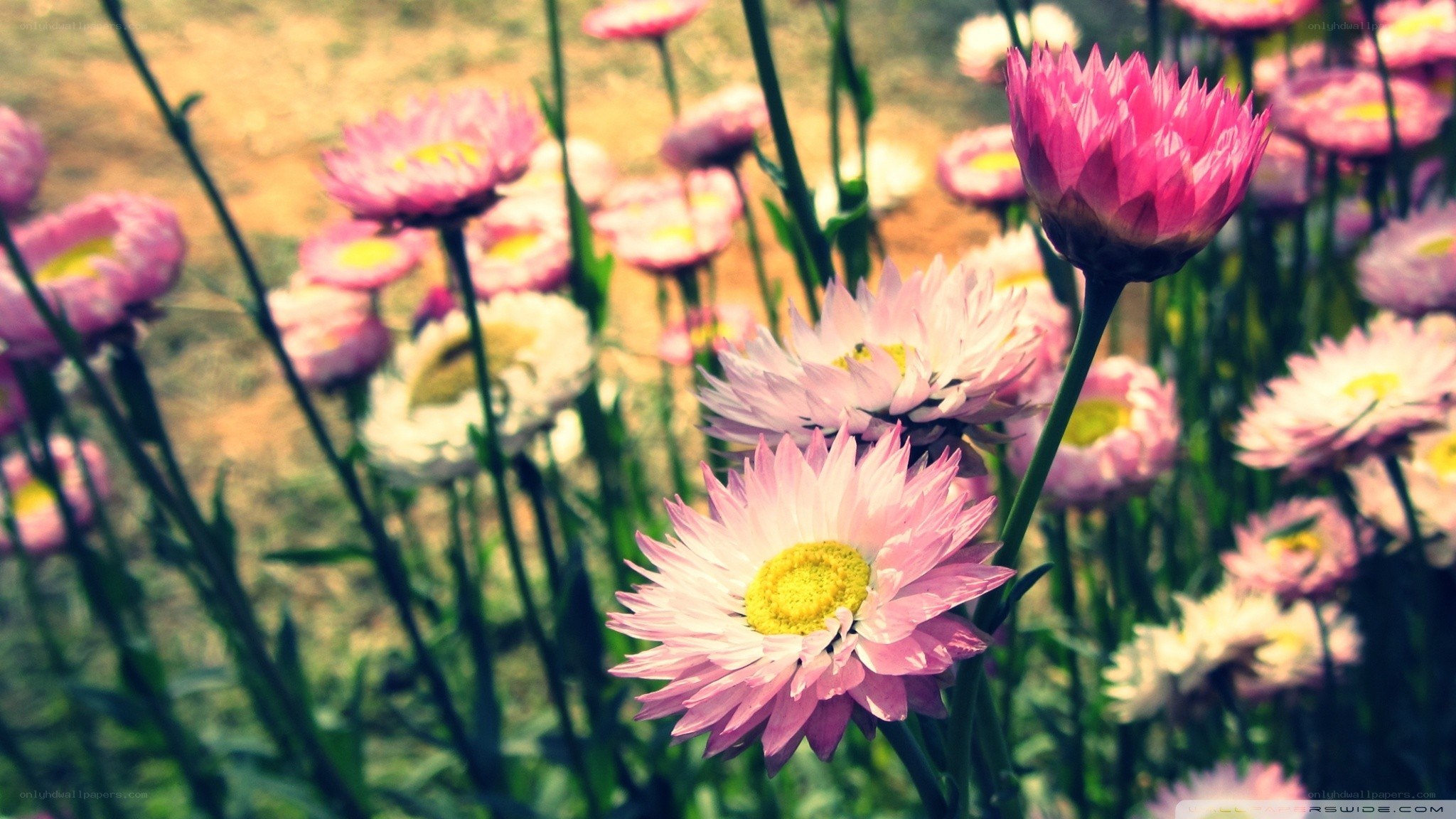 Pink flowers in a field
