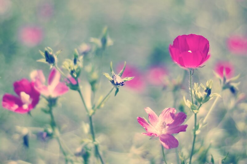 Pink flowers in a field