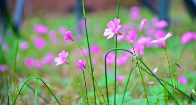 Pink flowers in a field