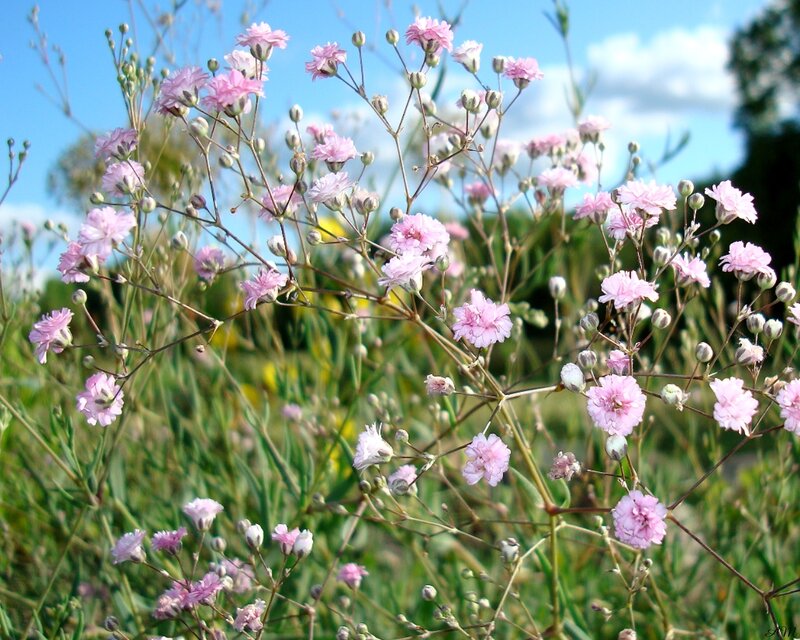 Pink flowers in a field