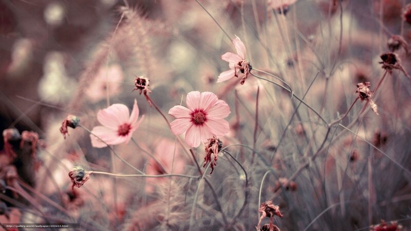 Pink flowers in a field