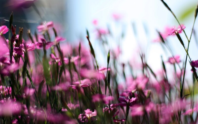 Pink flowers in a field