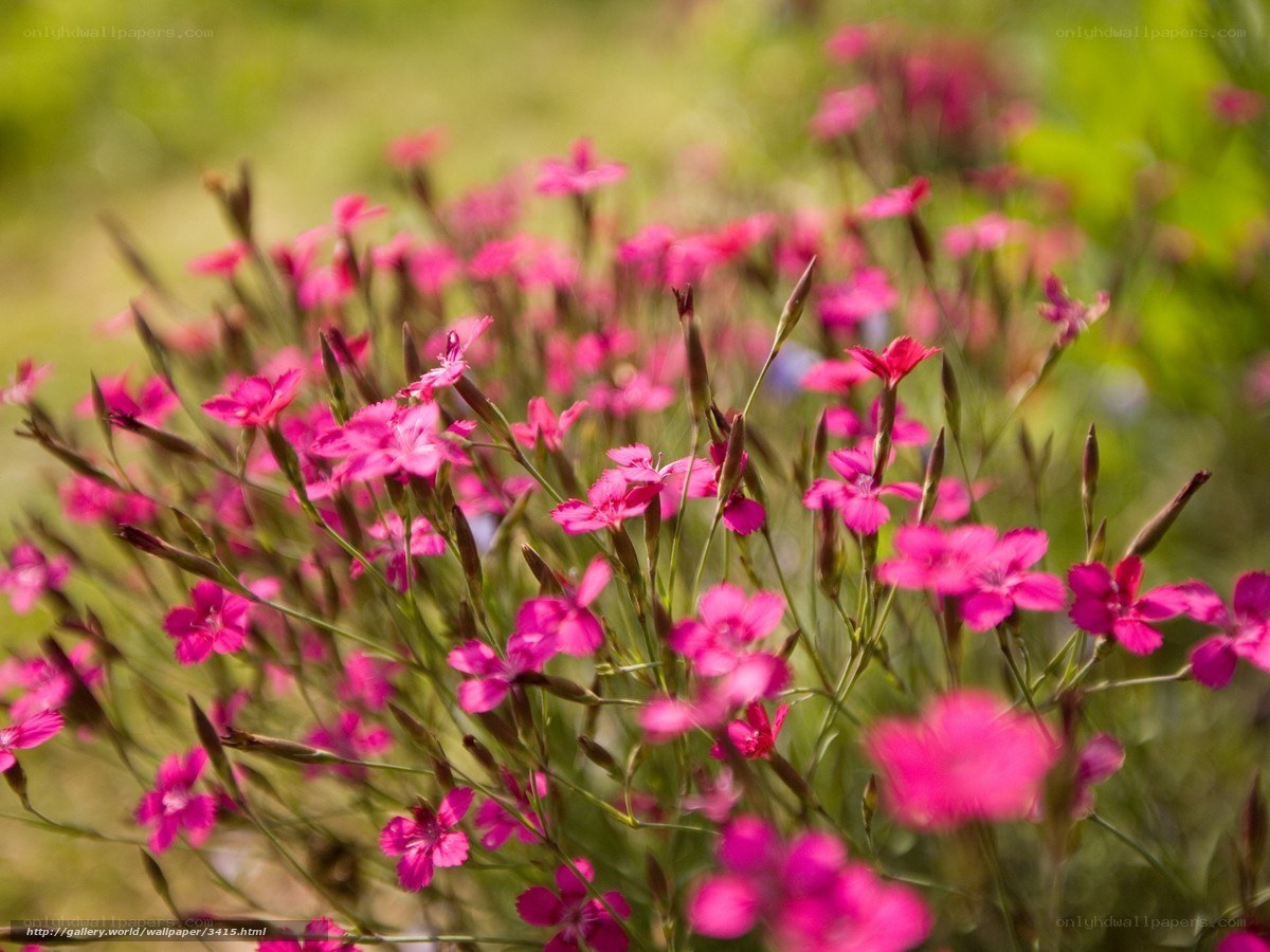 Pink flowers in a field