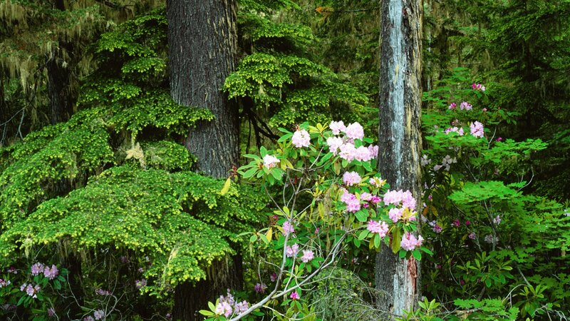 Pink flowers in a forest