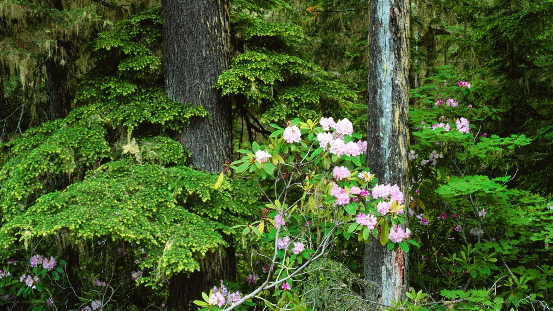 Pink flowers in a forest