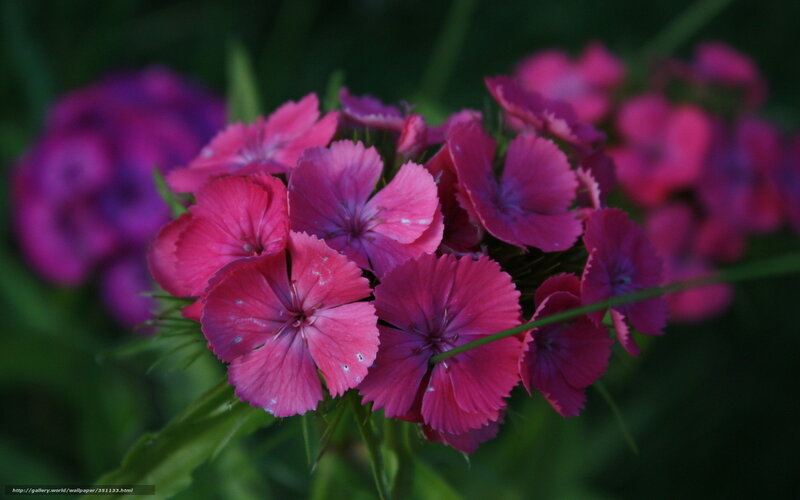 Pink flowers in a garden
