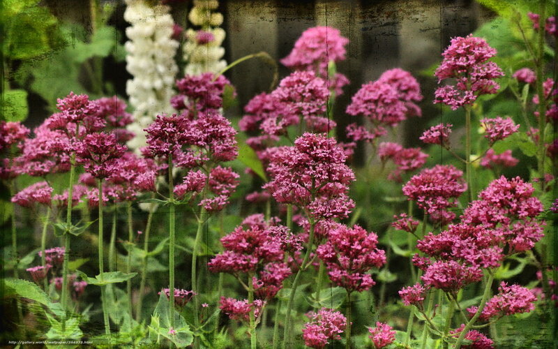 Pink flowers in a garden