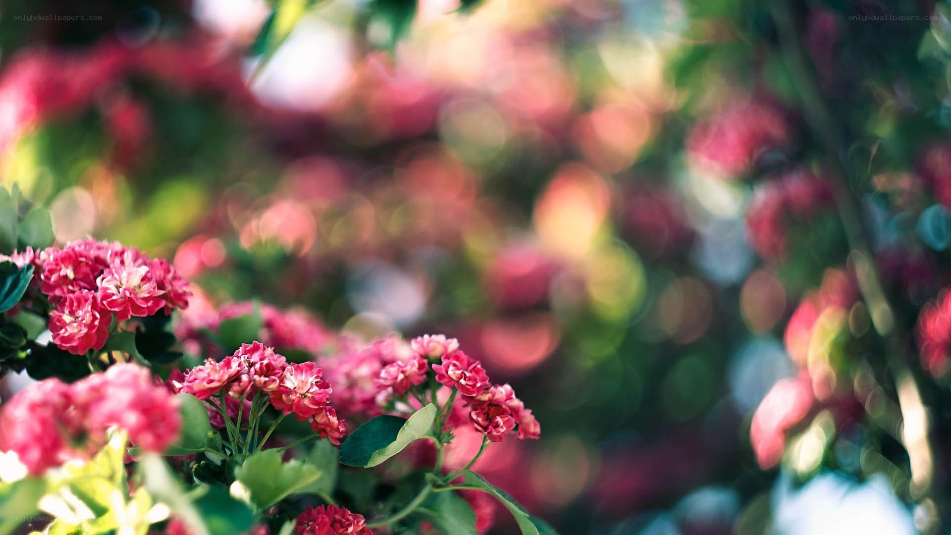 Pink flowers in a garden