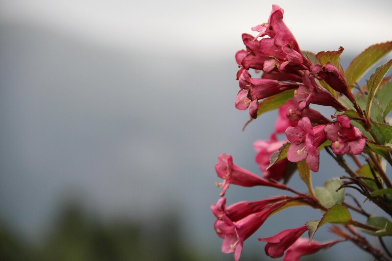 Pink flowers in a garden