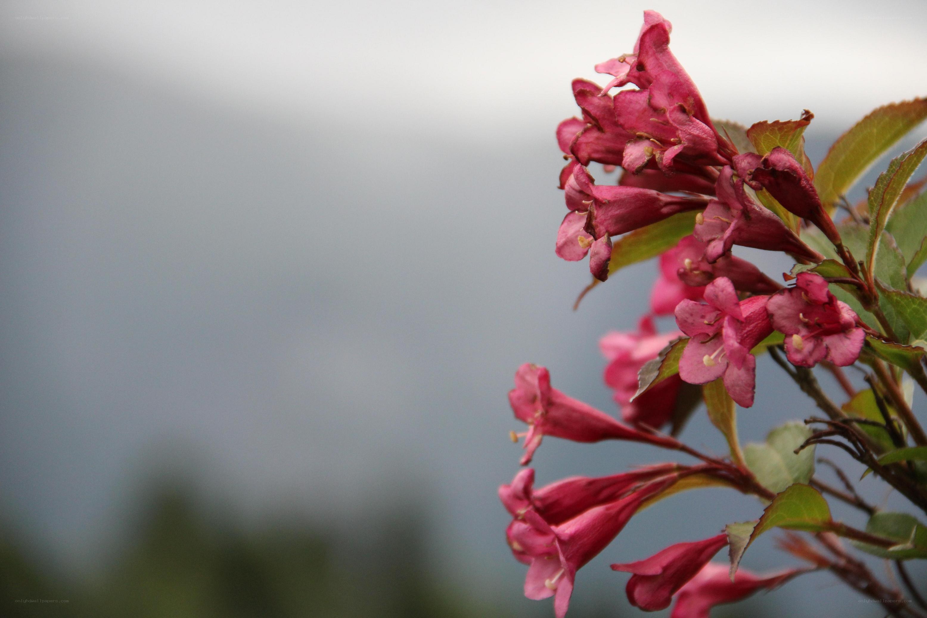 Pink flowers in a garden