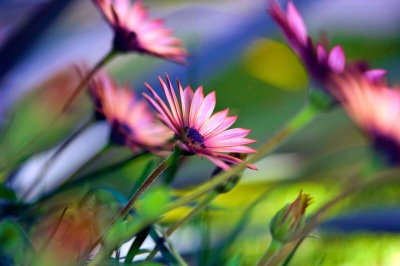Pink flowers in a garden
