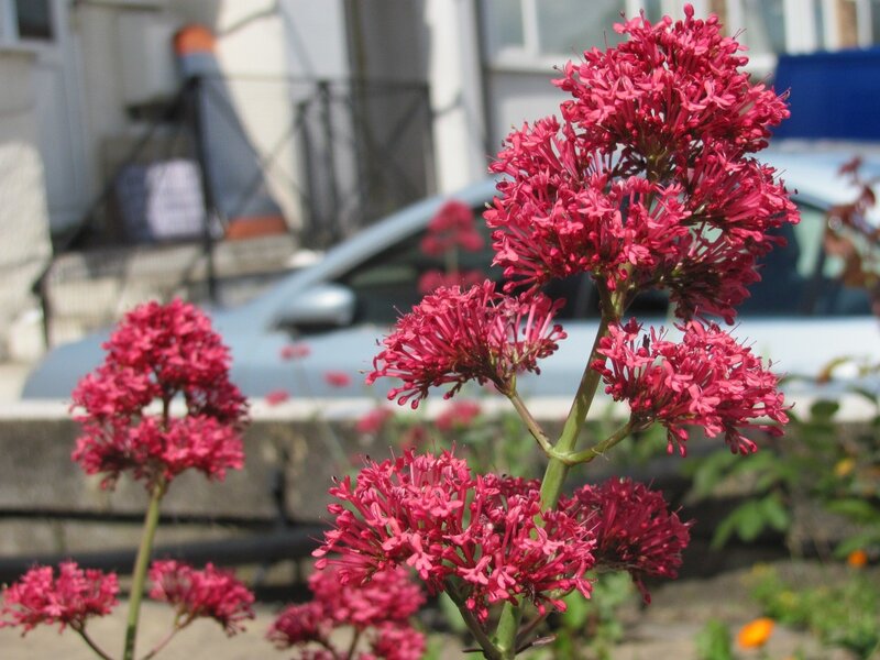 Pink flowers in a garden