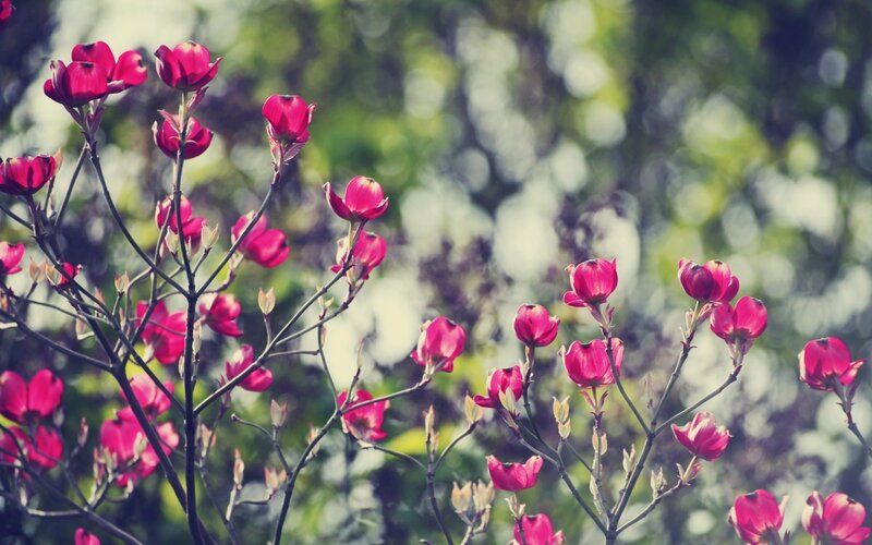 Pink flowers in a garden
