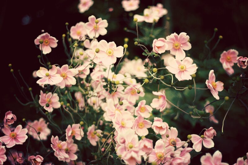 Pink flowers in a garden