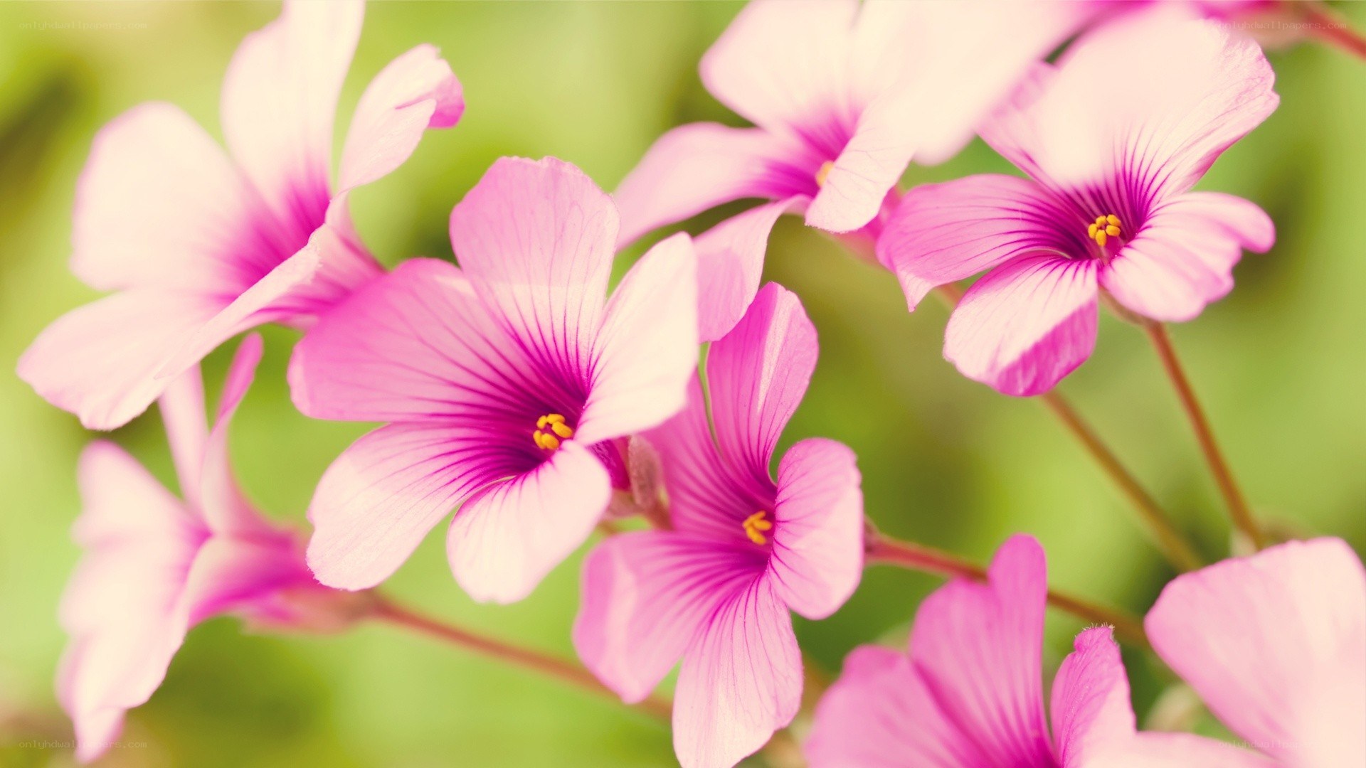 Pink flowers in a garden