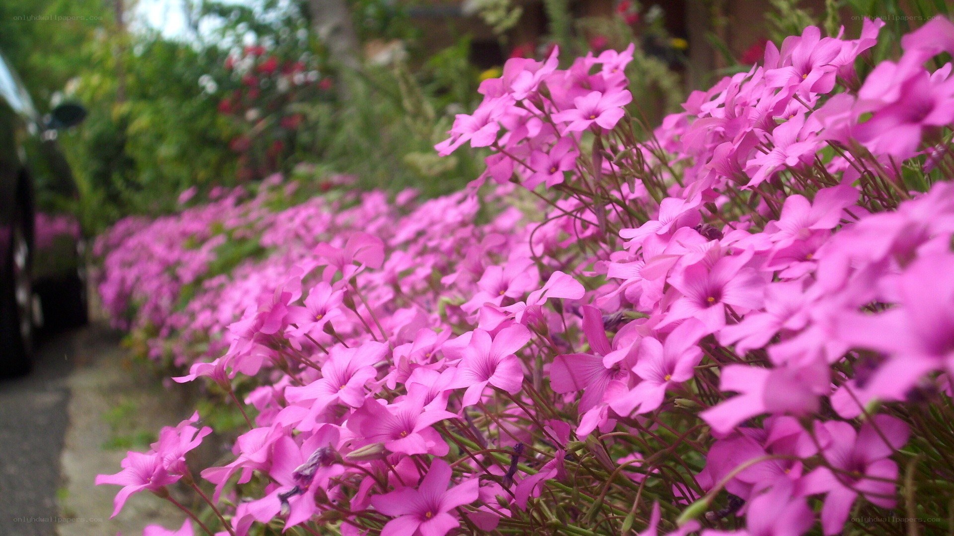 pink flowers in a garden