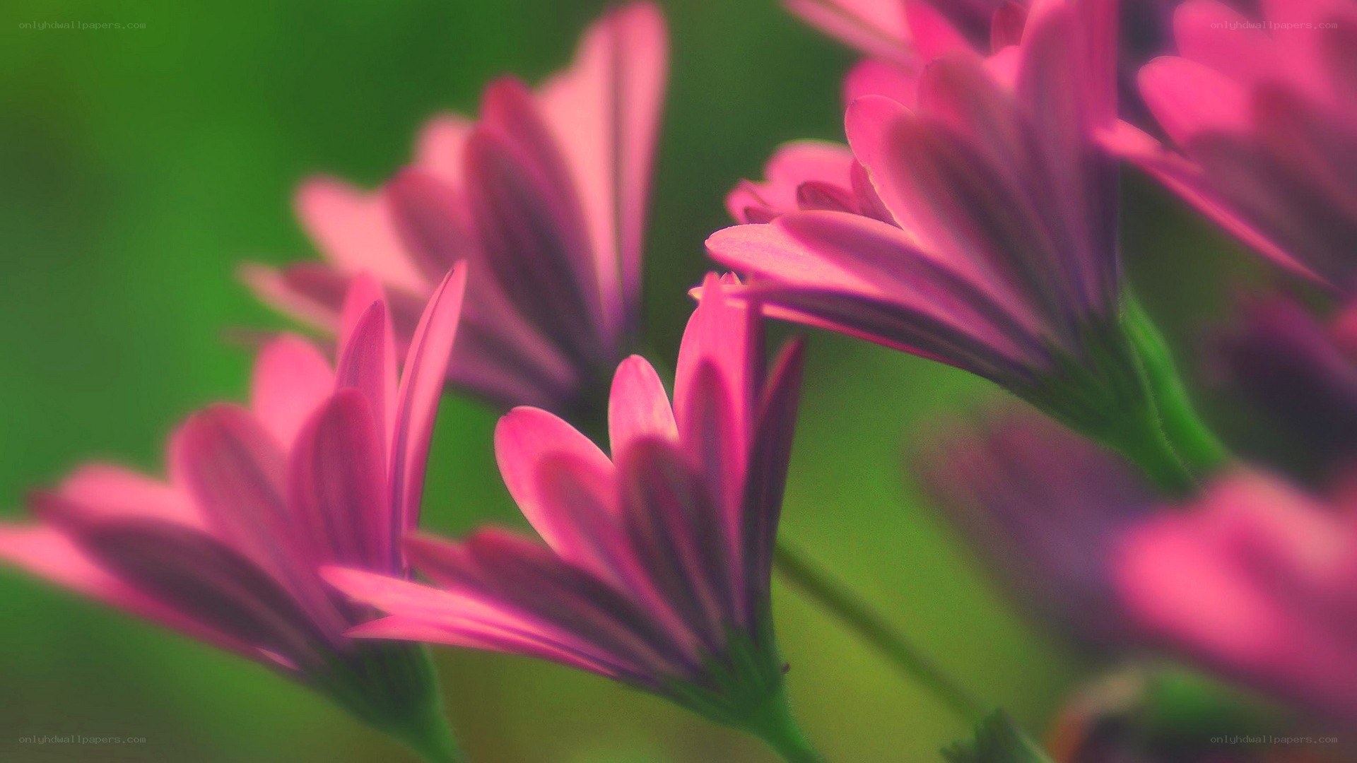 Pink flowers in a garden