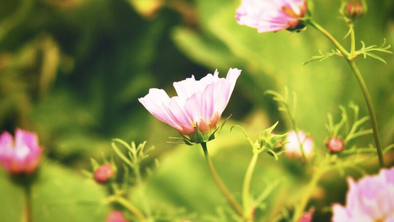 Pink flowers in a garden