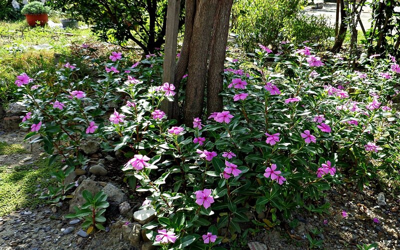 Pink flowers in a garden