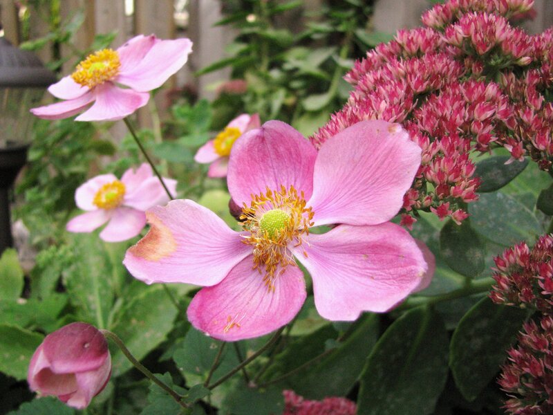 Pink flowers in a garden