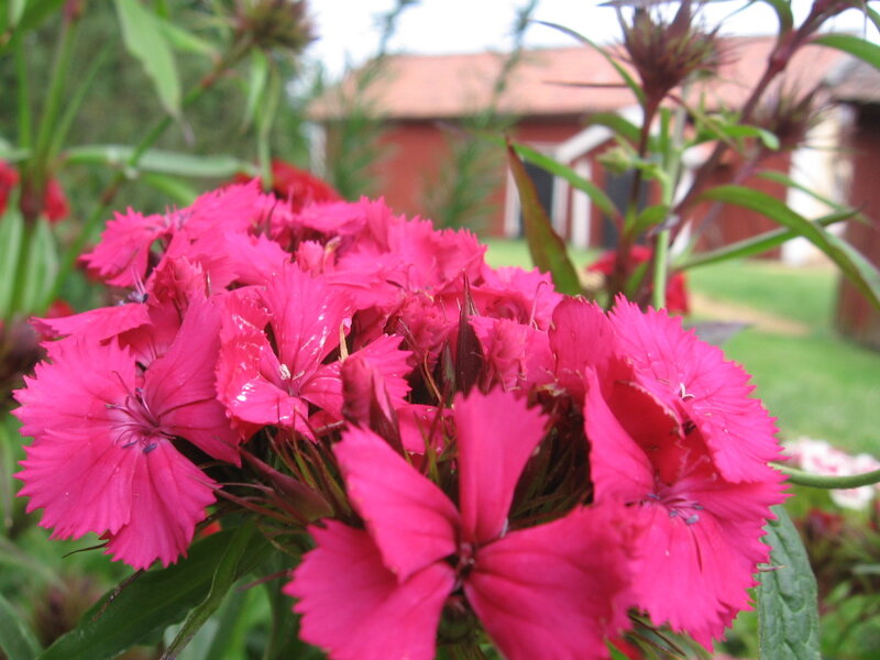 Pink flowers in a garden