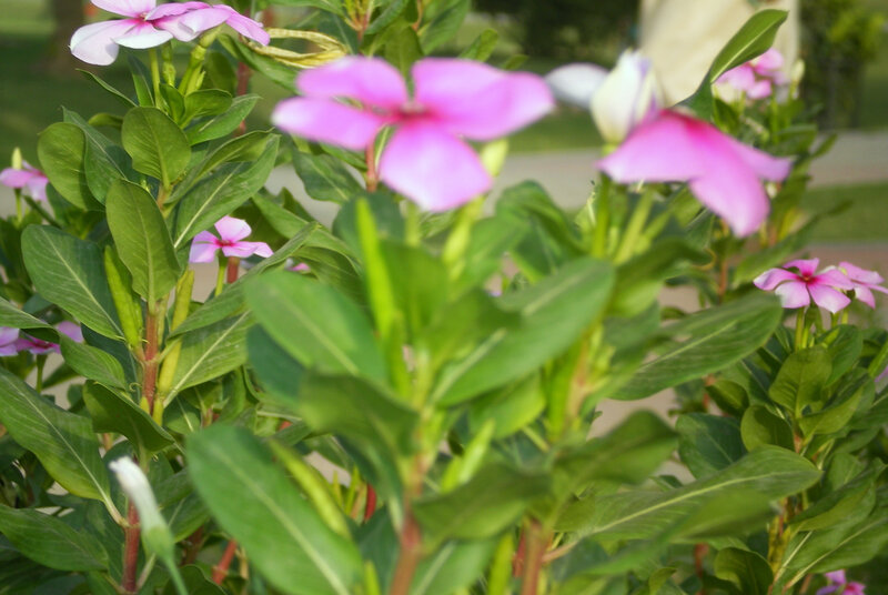 pink flowers in a garden